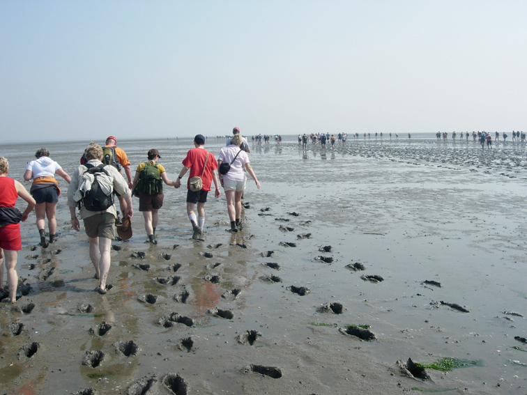 Wadlopen in Oost-Friesland